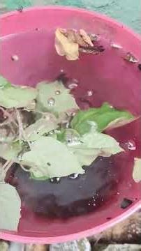 Simple Trick Revive Any Dry Plant Fast! ⚡सूखे पौधे को जिंदा कैसे करें 100% Working