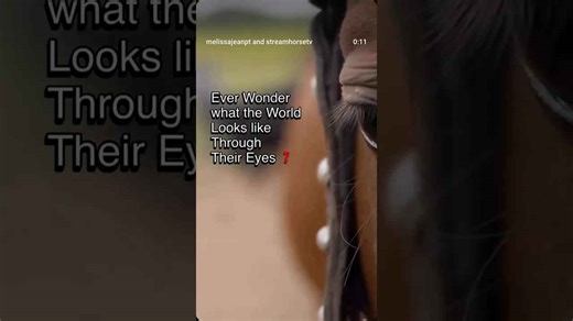 StreamHorse: understanding horse vision vs human vision