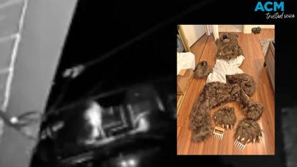 Man in bear suit attacks cars for insurance fraud