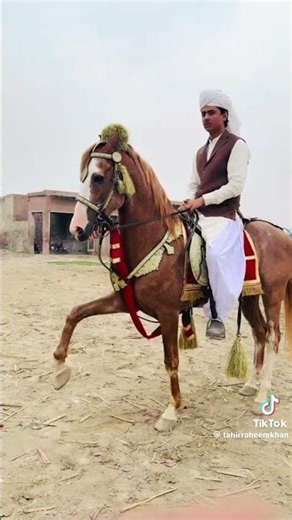 mashallah horse 🐎 #trendingshorts #hourselover #wwe #channelatti