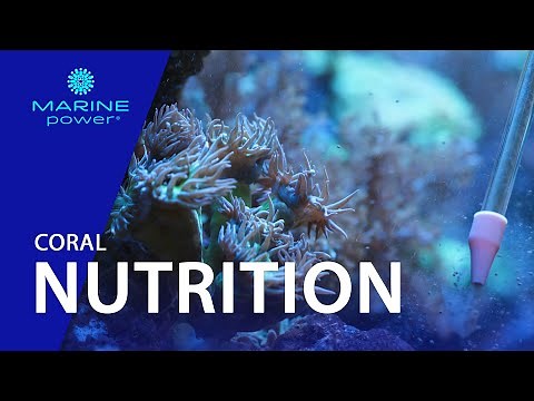 How do corals eat? #8