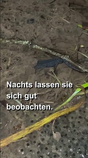 Molche fressen DAS?! 😳 (nachts am Teich entdeckt)