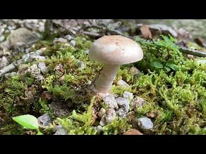 Volvate amanita (Amanita volvata) 猛毒フクロツルタケ