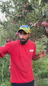 Bookings Open of Apple Hdp Establishment For The Season 2024-2025. 🍎All Varieties of Imported m9 as well as M111 Plants Available. 🍎Free Orchard Visits and Guidance about Nutritional Management. 🍎Standard Trellis and Drip Irrigation System. Hurry up. Make Your Dream Orchard with Us. For Booking Please visit Our Branches or You can directly Contact Below Mentioned Numbers: Kulgam & Pulwama: Aamir Yousuf 6006461442. Shopian: Aamir Naikoo 7006443696. Anantnag: Sadam Fayaz 9797084904. Bandipora ,