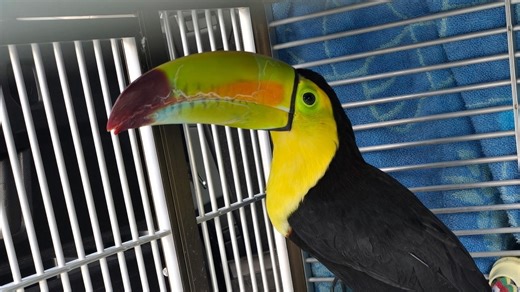 Toucan seen flying around Sin City has been rescued