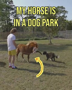 79K views · 918 reactions | Will The Little Dog And My Unique Puppy Kiss Or Tussle? | Danny Duncan | Facebook