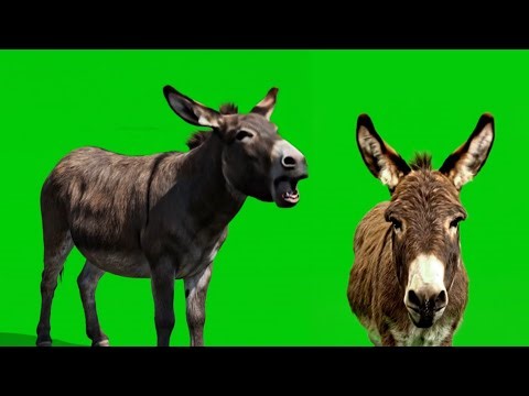 Donkey Braying On Green Screen - Chroma Key visuals Effects hd