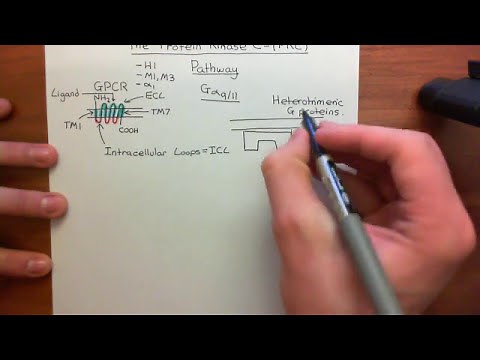 The PKC Pathway Part 1