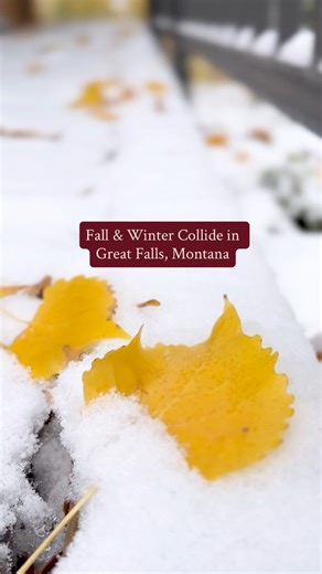 39K views · 913 reactions | A dusting of snow falls on yellow leaves outside of the visitor center. Sunny and 70 degrees last week, snow and 30 degrees this week. Welcome to October in Great Falls, Montana!  Both are beautiful! ❄️ | Visit Great Falls Montana | Facebook