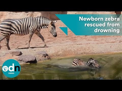 Baby zebra rescued from drowning moments after birth