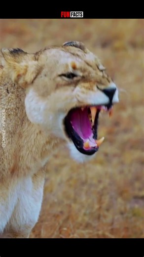 Most powerful hunter… you never see comin