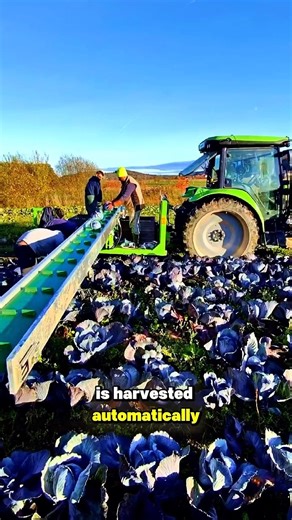 AUTOMATIC CABBAGE HARVEST