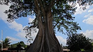 Giant ancient Banyan tree in Baru Village, Bali, Indonesia.