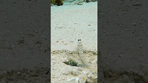 LOUDEST Species On The Planet!