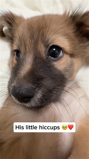 My Floofy on Instagram: "Puppies often get hiccups more frequently than adult dogs because their diaphragm is still developing and they tend to eat or drink too quickly, which can trigger those tiny, adorable hiccups. Share and follow if you like dog videos Credit unknown Please DM us for credit #dog #puppy #doglover #cutepuppy #cutedog #hiccup #puppylover #doghiccup #puppyhiccup"