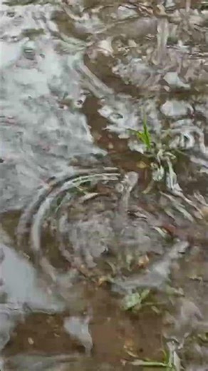 April Showers: Raindrops dripping in a hurry!