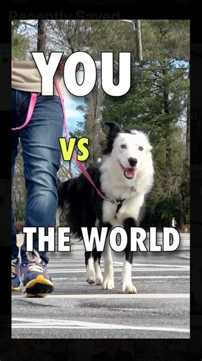 If your dog doesn’t listen to you outside, that’s data (not defiance!) Here’s how to fix it ☝️ | Zak George