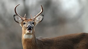 What to do if you're about to hit a deer with your car