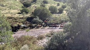 5K views · 69 reactions | Red Rock Ranch Fall Gather ‘22 | Hoffmann Cattle Co. | Facebook