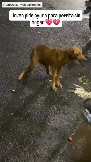 22 reactions · 13 comments | #REPOST @apac_activistasanimales with...