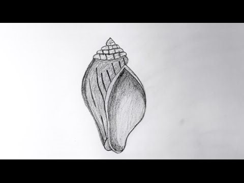Draw a seashell 🐚 | easy tutorial | Pencil sketch | easy drawing