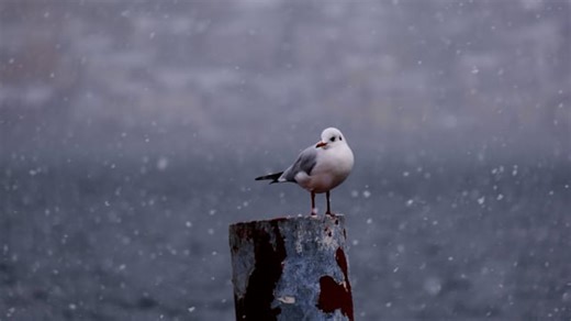 Gull, Bird, Snow. Free Stock Video