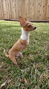 Speedracer #2leggeddog #amazingali #beautifulnotbroken | Life With Bullies