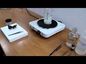 Butterfly dissection-step 1- maceration