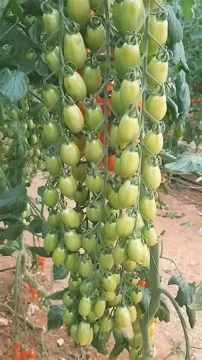 tomato 🍅 cultivation#agro #garden #short #shorts #shortvideo #trending #today #viral #viralvideo