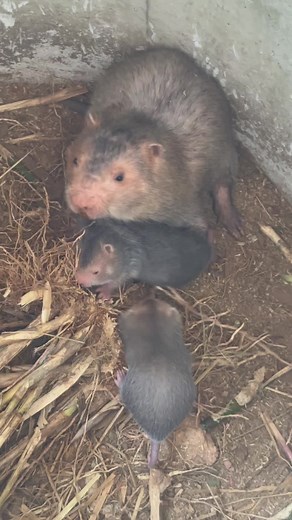 Heartwarming Interactions of Small Mammals and Dogs