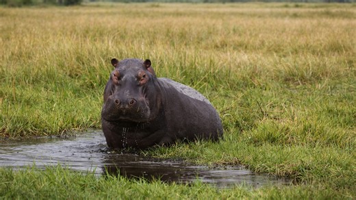 One of Africa’s most dangerous animals up close