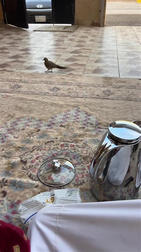 دعاء وذكر ونصائح يومية بالعامية العربية