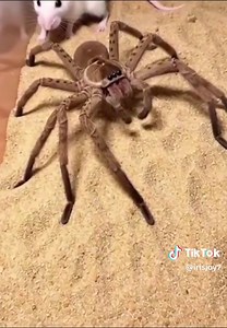 Mouse Encounters Spider: A Tense Wildlife Moment