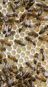 3.9K views · 208 reactions | Bees on a beautiful frame of honeycomb!  #california #bees #honeycomb #beekeeper #beekeeping #nature #insects #animals | California Bee Company | Facebook