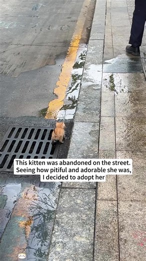 This kitten was abandoned on the street. Seeing how pitiful and adorable she was, I decided to adopt her❤️#cat #rescue #animalrescue #love #usa #fyp