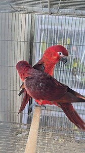Cardinal lorikeet pair with DNA 🔥🔥🔥 ★Healthy & active pair ★Male & female with dna ★BD local home breed ★Full tame and friendly #birdsbangla #video #birds #parrot #pets #lorikeet #cockatoo | Bd pets tips