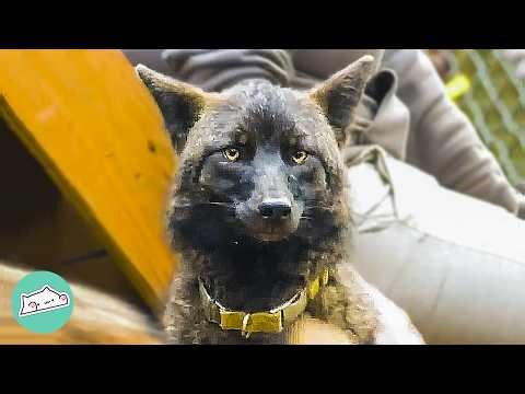 Wild Coyote Plays With People's Dogs Until A Man Gives Him New Home | Cuddle Buddies