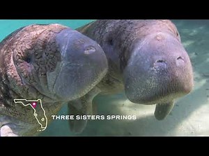 Discover Florida's Freshwater Springs