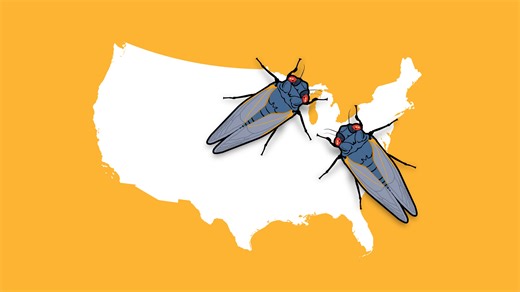 Massachusetts residents will see an emergence of cicadas this spring. Here's when