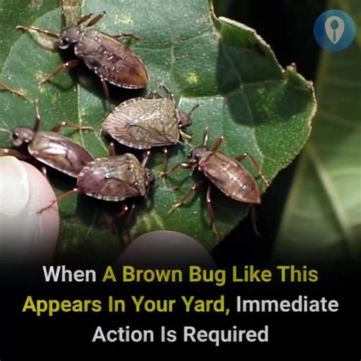 1.9M views · 451 reactions | Seeing a brown bug like this in your yard? Don’t wait — take action right away  | Likenow | Facebook