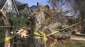 Vancouver woman manages to survive being knocked down by falling tree