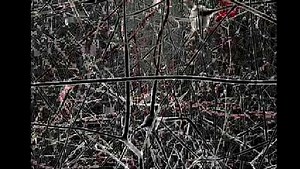 【TED演讲集】在超级电脑中创造大脑