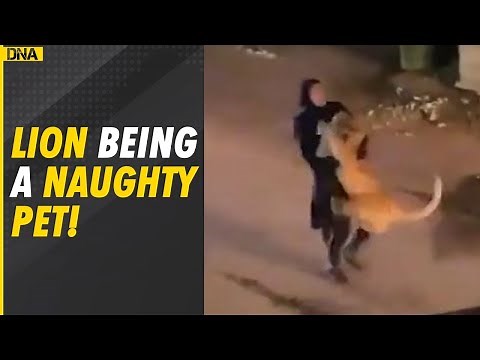 Watch: Woman spotted carrying lion in her arms in Kuwait