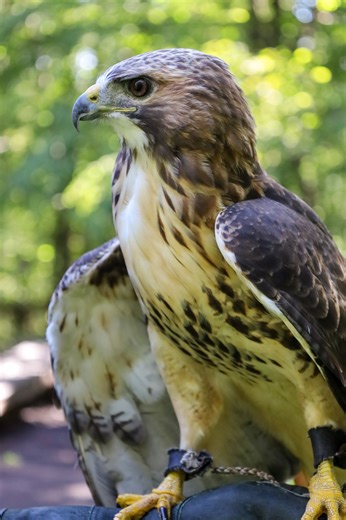 9.2K views · 304 reactions | Need weekend plans this fall? We got you! 礪 Join us on Saturdays and Sundays through the fall migration count for FREE Weekend Programs! This includes our signature Raptors Up Close! Program, which offers the chance to meet our live raptor ambassadors and learn what puts these winged predators at the top of nature's food chain. Learn more at www.hawkmountain.org/visit/events/weekend-programs | Hawk Mountain Sanctuary Association | Facebook