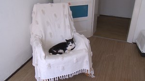 KOCIOłek społeczny pomoże znaleźć kotom dom