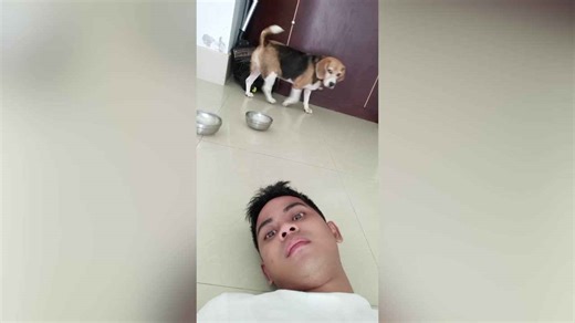 Hangry pet beagle slams his bowl to demand food