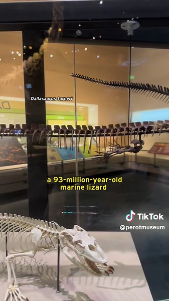 100-66 million years ago, much of central North America was covered by a vast shallow sea called the Western Interior Seaway, including swaths of Texas. #fossils #didyouknow #science