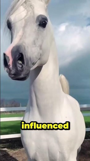 What's the WORLD'S MOST BEAUTIFUL Horse Breed? #animals #animallife #animalfacts #animalknowledge