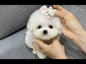 呆萌比熊犬，小小只的还追着主人跑，太可爱了