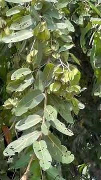 Arjun tree (Terminalia arjuna) : The Guardian of the Heart
